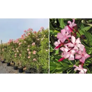 Occasion Arali Flowers